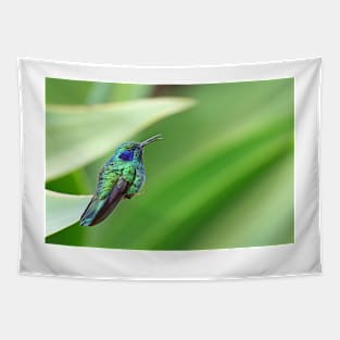 Green Violetear Hummingbird - Costa Rica Tapestry