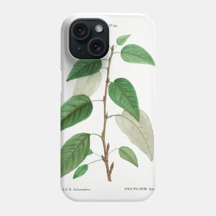 Balsam poplar (Populus balsamifera) from Traité des Arbres et Arbustes que l’on cultive en France en pleine terre (1801–1819) by Pierre-Joseph Redouté. Phone Case