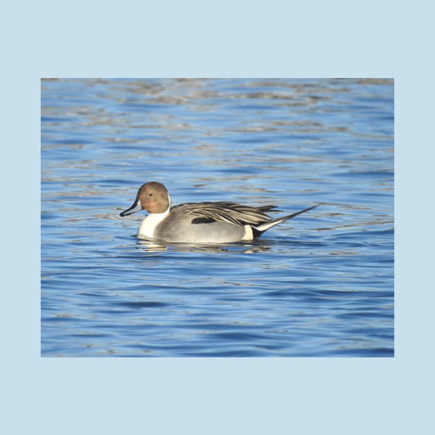 Northern pintail duck, wild birds, wildlife gifts by sandyo2ly