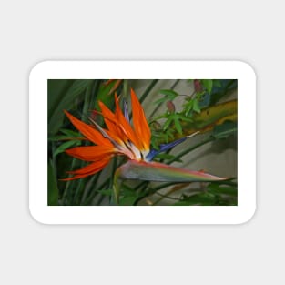 Bird of Paradise Flower Magnet