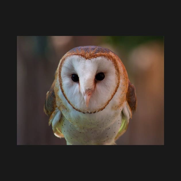 Barn Owl by Jacquelie