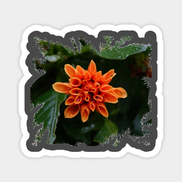 Orange Dahlia Magnet by Nicole Gath Photography