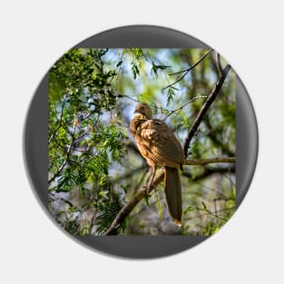 Plain Chachalaca Early Morning Pin