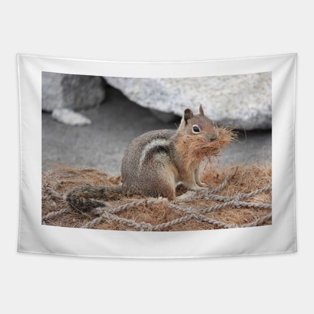 Cascade golden-mantled ground squirrel gathering nesting material Tapestry by SDym Photography