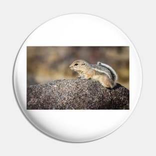 White-tailed Antelope Ground Squirrel Pin