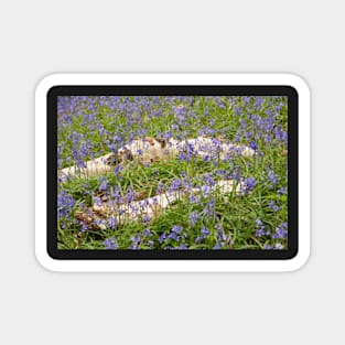 Bluebells Magnet