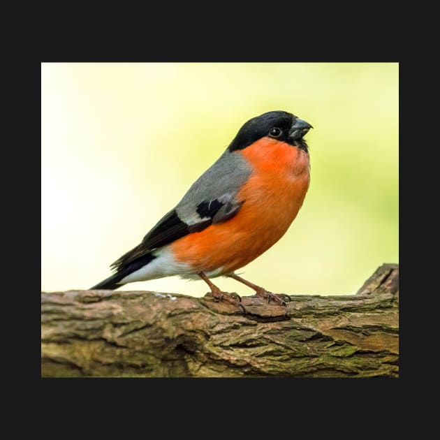 MALE BULLFINCH IN THE UK by Itsgrimupnorth