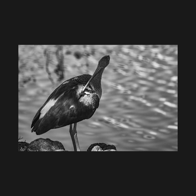 black and white portrait of American white ibis by KensLensDesigns