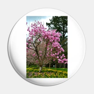 Magnolia Tree Batsford Arboretum Cotswolds UK Pin