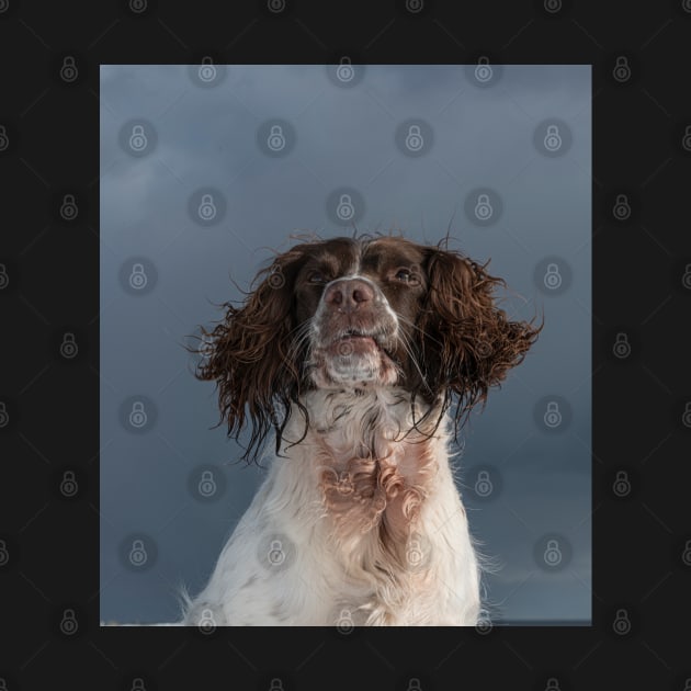 English Springer Spaniel by Robert john