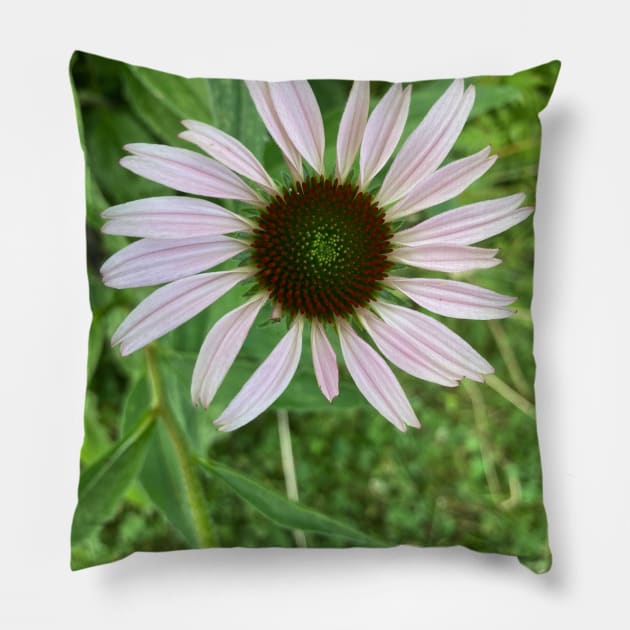 Pale Coneflower Pillow by Amanda1775