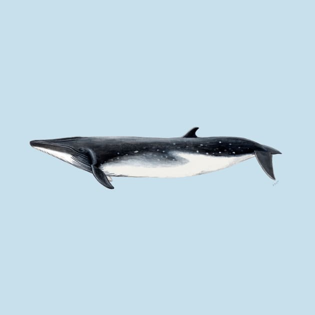 Bryde´s whale by chloeyzoard