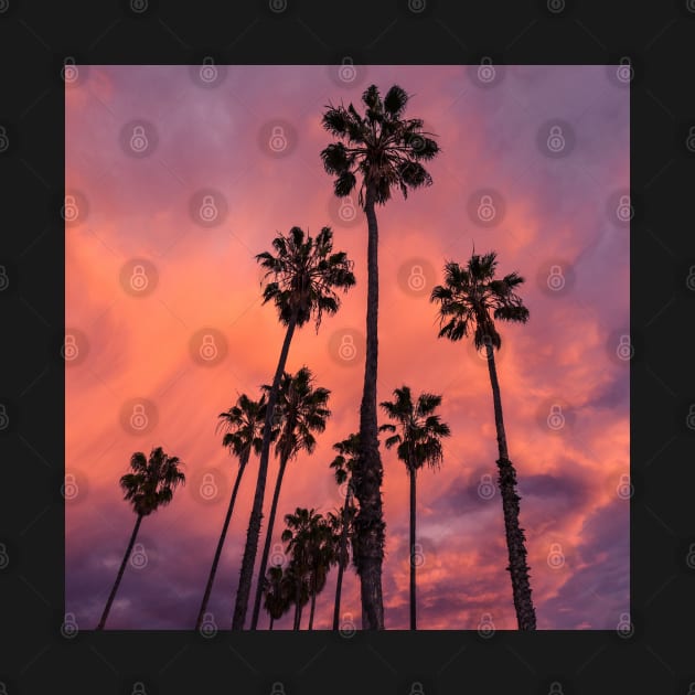 Palm Trees by StylishPrinting