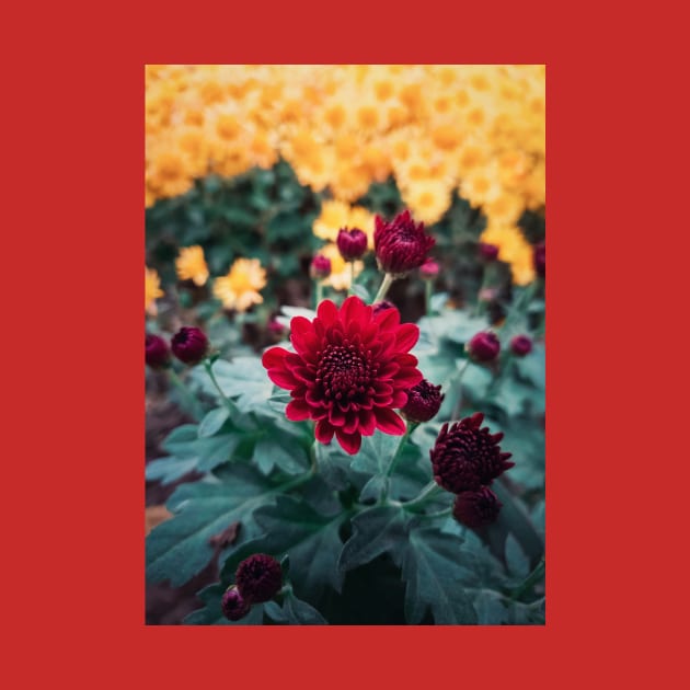 crimson chrysanthemum by psychoshadow