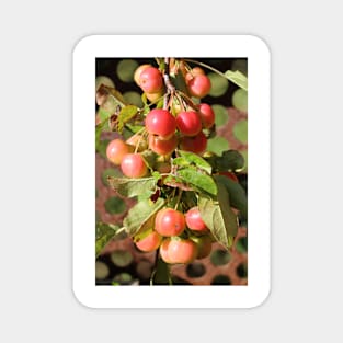 Red Crabapples Magnet