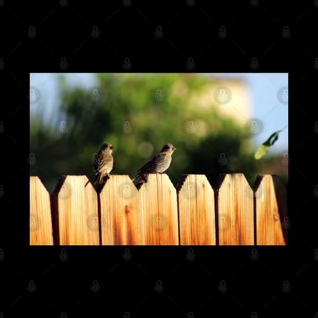 Sparrows on a Fence by ButterflyInTheAttic