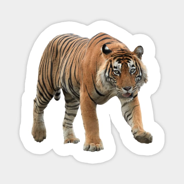 Bengal Tiger Magnet by Endangered Animals