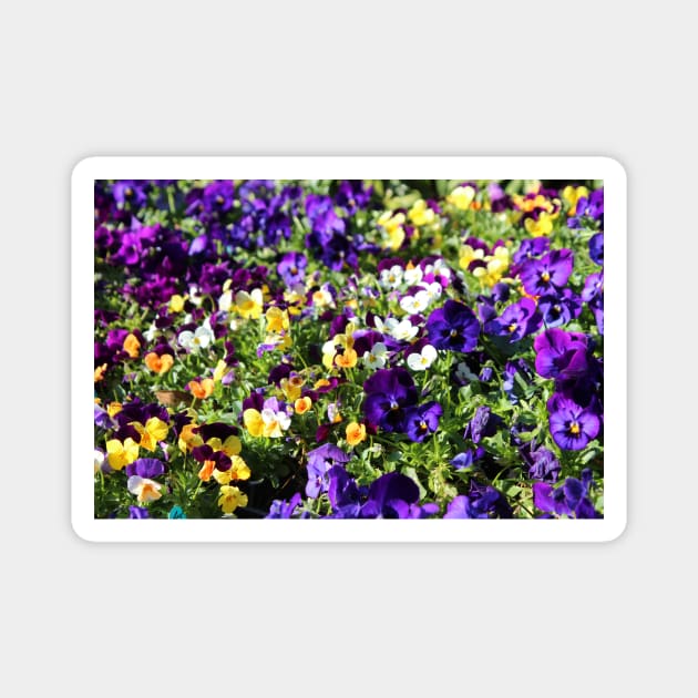 Cheerful Pansies Magnet by Cynthia48