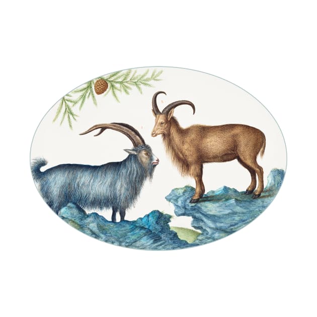Wild Goat and a Barbary Sheep (1575–1580) by WAITE-SMITH VINTAGE ART