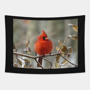 Northern cardinal perching on an ice-coated branch Tapestry