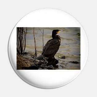 Cormorant resting in the winter sunshine Pin