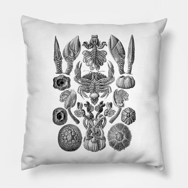 Ernst  Haeckel Cirripedia Crab Black & White Pillow by Scientistudio