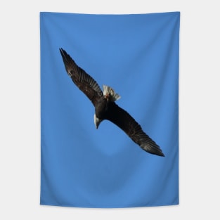 Bald Eagle in Flight, photo Tapestry
