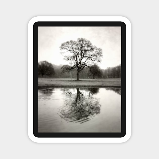 Ripple (tree reflection) Magnet by rosedew