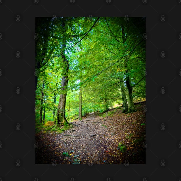 Cotswolds Forest Bridleway by Graz-Photos