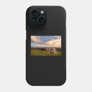 Rural Sunset With Cows, Maleny Queensland Phone Case