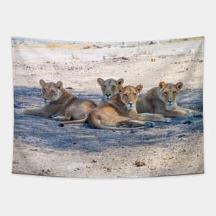 Four Lionesses Shading Themselves Tapestry