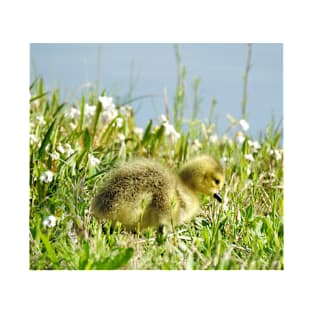 Baby gosling, Canadian Geese, wildlife gifts T-Shirt