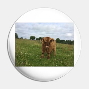 Scottish Highland Cattle Calf 1474 Pin