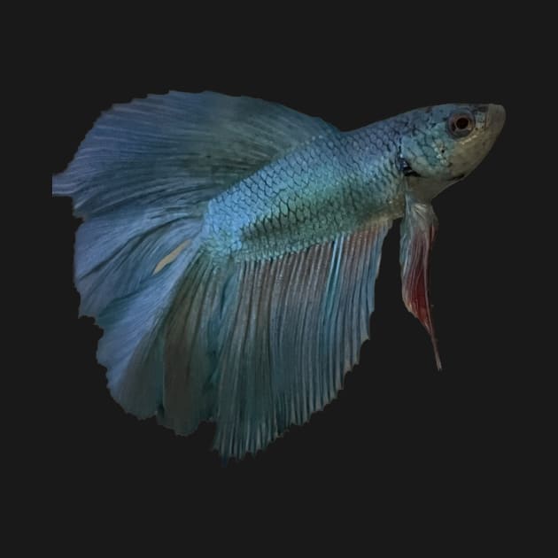 Teal Betta Fish by MooseFish Lodge