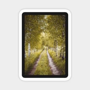 Alley of autumn birches Magnet