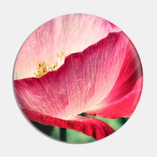 Red Poppy in Sunlight Pin