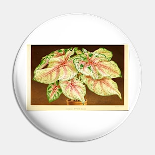 Caladium 'White Queen' - Botanical Illustration Pin