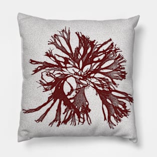 Palmaria palmata Pillow