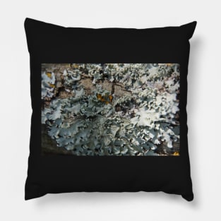 Grey Lichen - South Australia Pillow