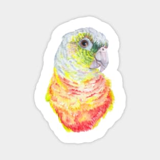 Green Cheeked Conure Magnet