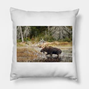 Bull moose - Algonquin Park Pillow