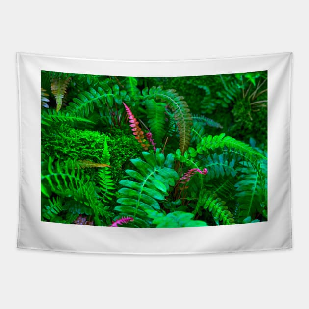 Ferns Galore Tapestry by JimDeFazioPhotography