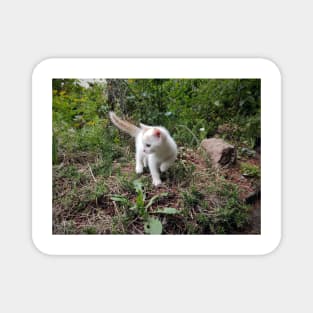 Little white cat in the garden Magnet