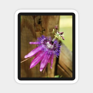 Lavender Lady Passiflora Magnet