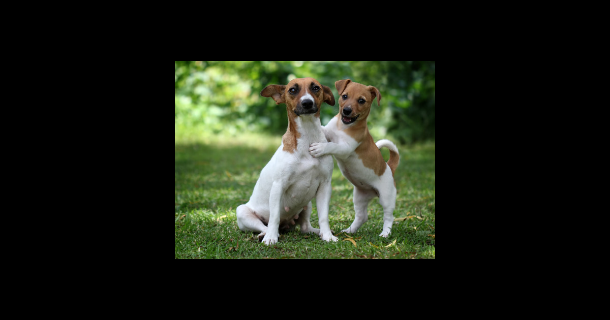 Something to make you smile Dogs TShirt TeePublic