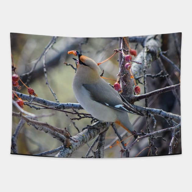 Bohemian Waxwing. Tapestry by CanadianWild418