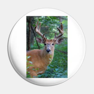 White-tailed deer Buck Pin