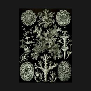 Lichen by Ernst Haeckel T-Shirt