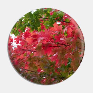 Red green autumn maple leaves Pin