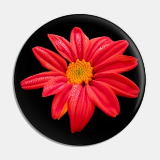 red flower bloom floral petal blooming flowery Pin